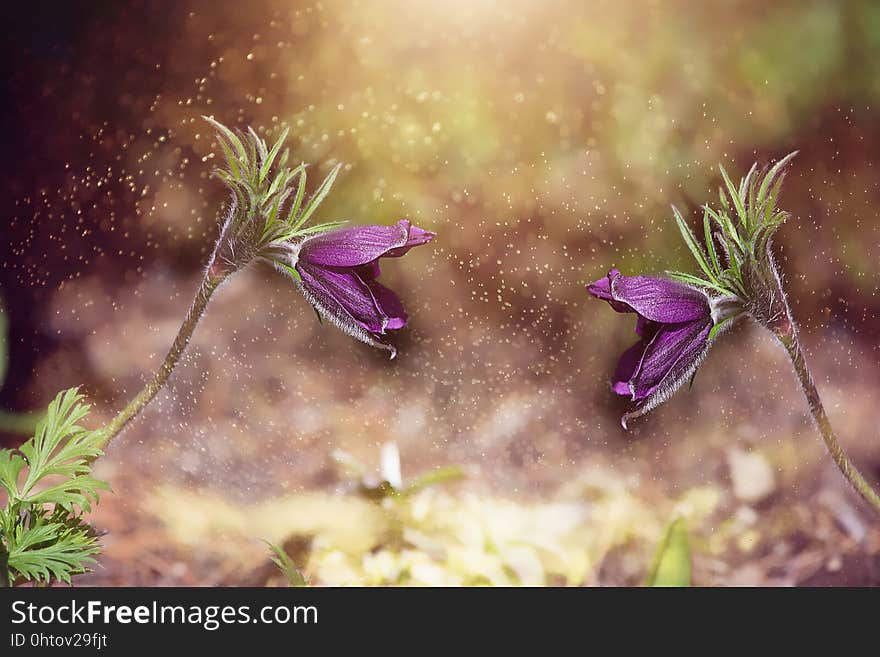 Flower, Flora, Plant, Purple