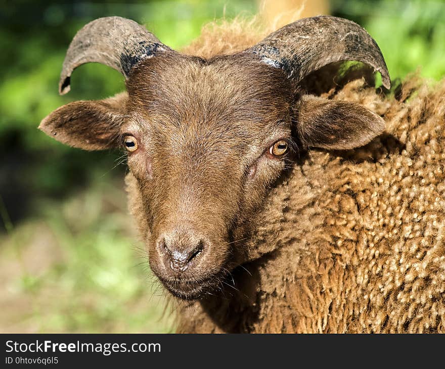 Horn, Sheep, Wildlife, Cow Goat Family