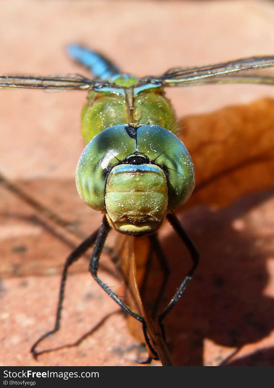 Insect, Invertebrate, Macro Photography, Close Up