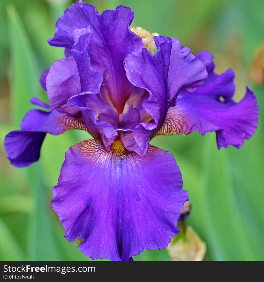 Flower, Blue, Plant, Flowering Plant