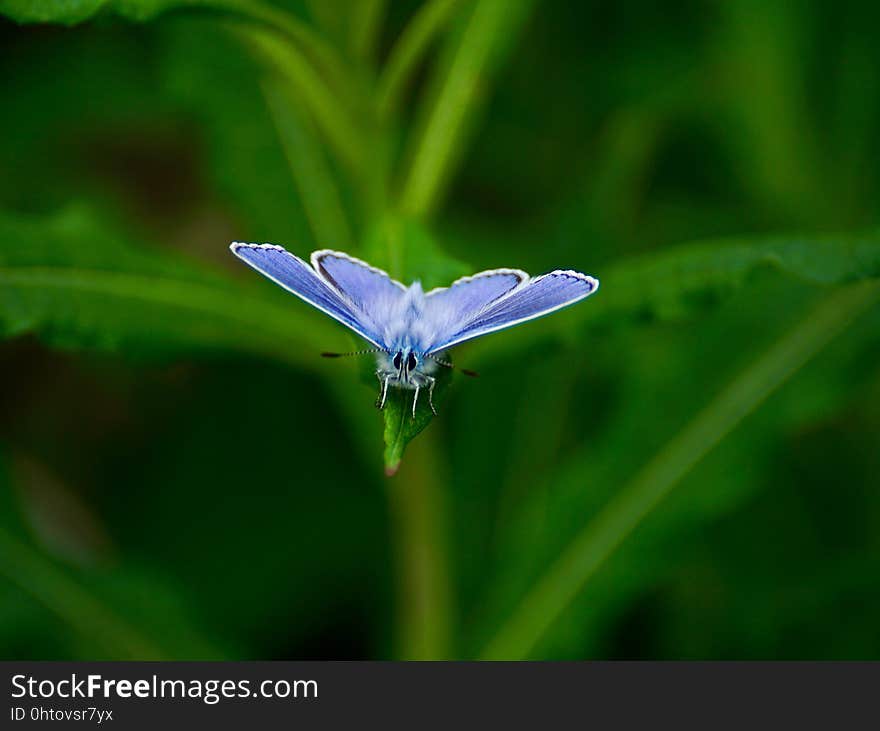 Insect, Blue, Moths And Butterflies, Butterfly