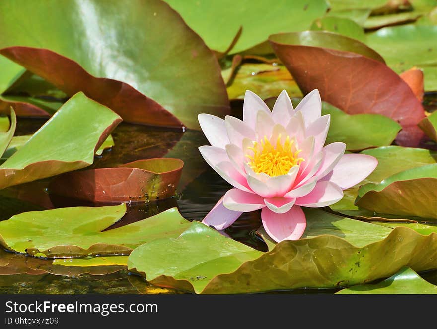 Flower, Plant, Flora, Leaf