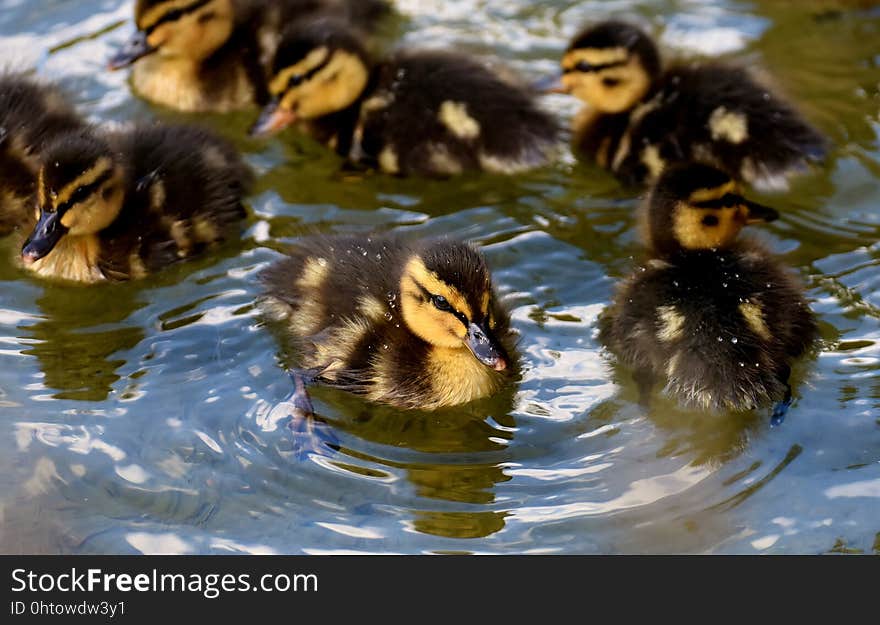 Duck, Bird, Ducks Geese And Swans, Water Bird