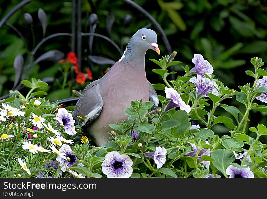 Bird, Plant, Flora, Fauna