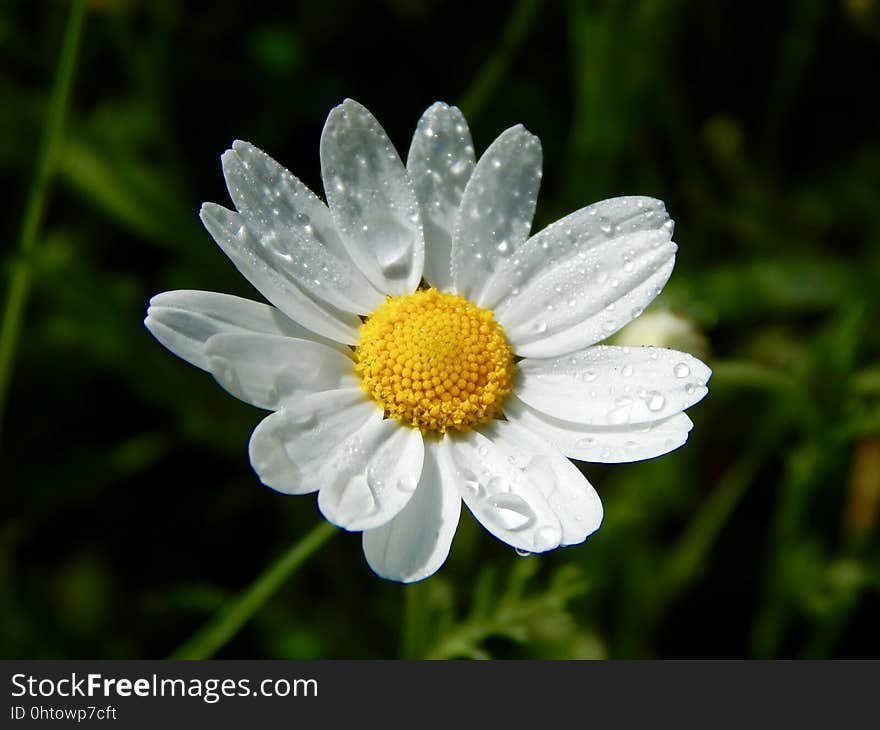 Flower, Oxeye Daisy, Chamaemelum Nobile, Flora