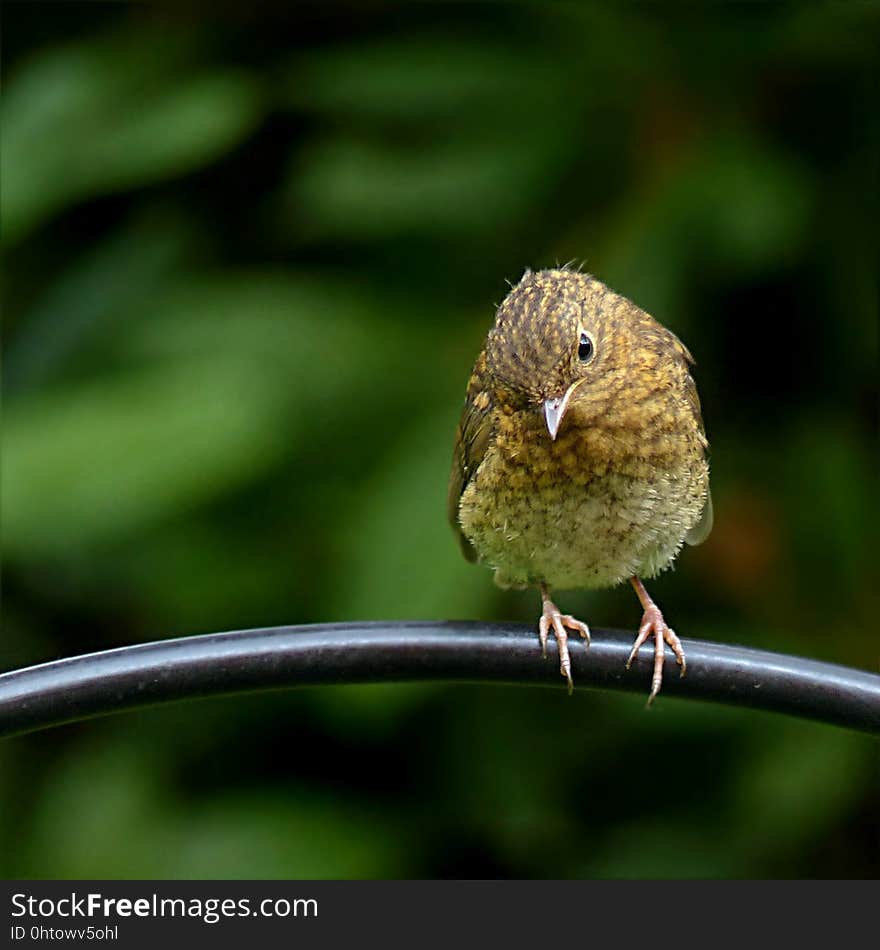 Bird, Beak, Fauna, Wren