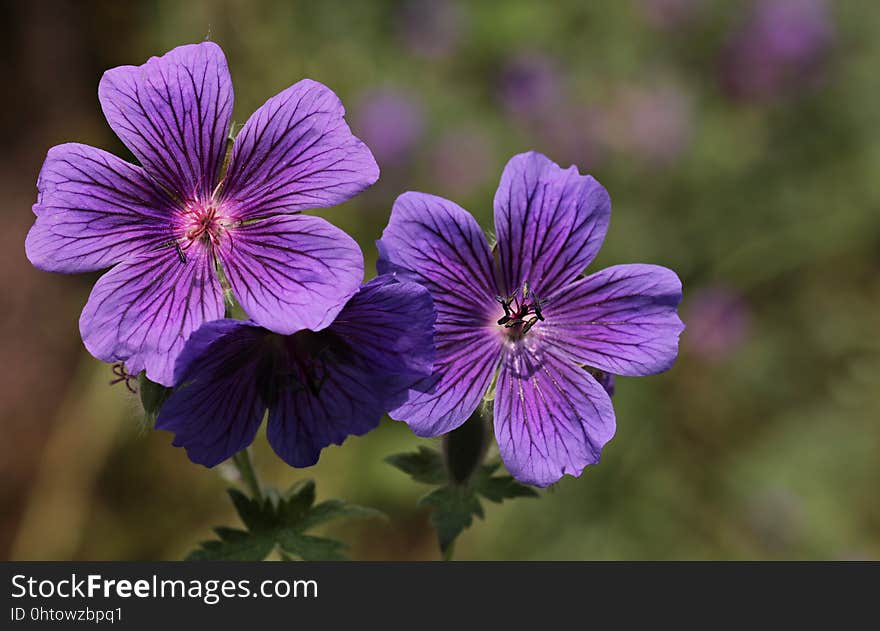 Flower, Flora, Plant, Purple