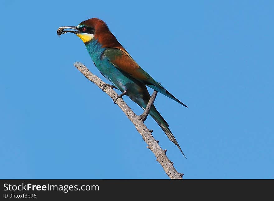 Bird, Beak, Roller, Fauna