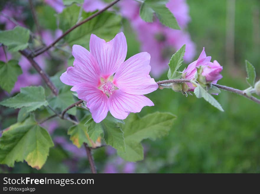 Flower, Plant, Flora, Flowering Plant