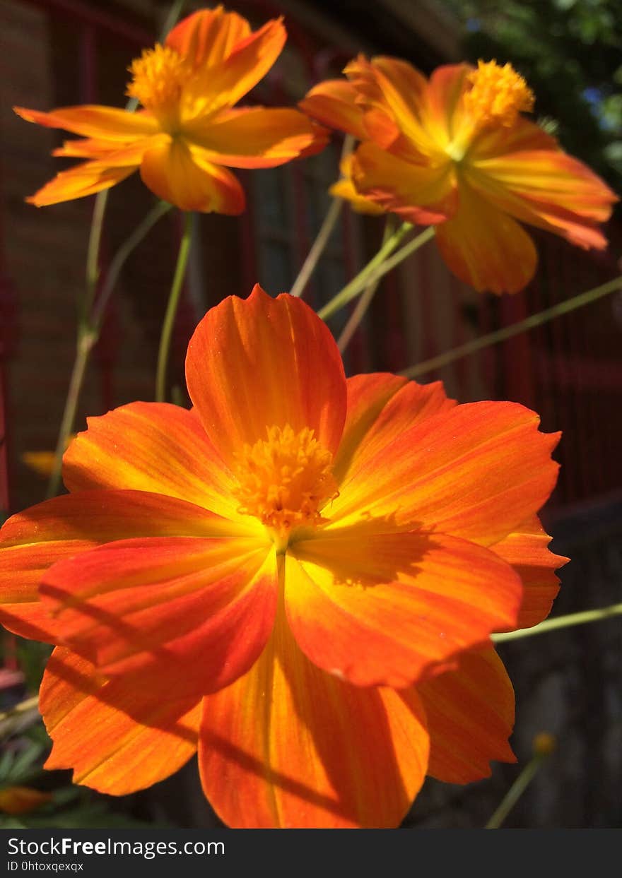 Flower, Yellow, Orange, Flowering Plant