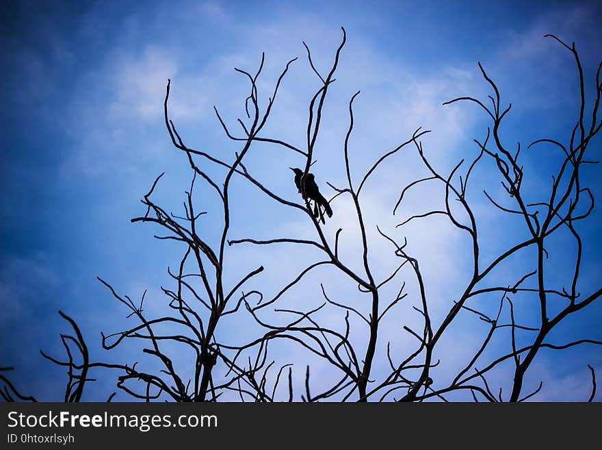 Sky, Branch, Twig, Tree