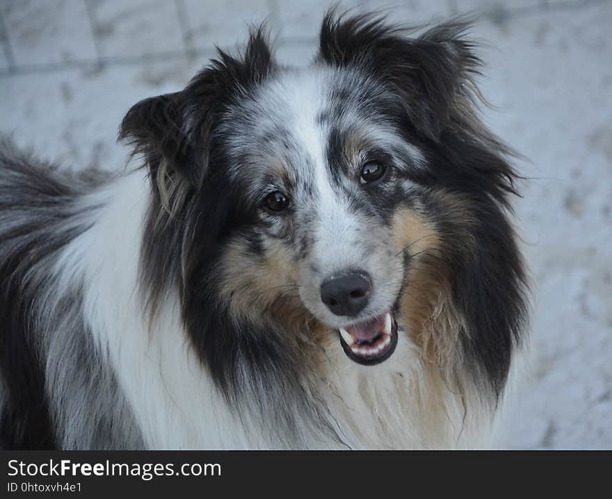 Dog, Dog Breed, Dog Like Mammal, Dog Breed Group