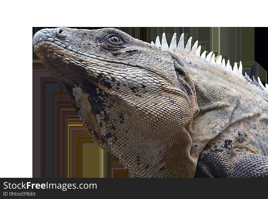 Reptile, Scaled Reptile, Iguana, Fauna