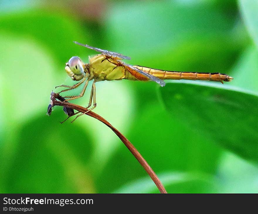 Insect, Dragonfly, Dragonflies And Damseflies, Damselfly