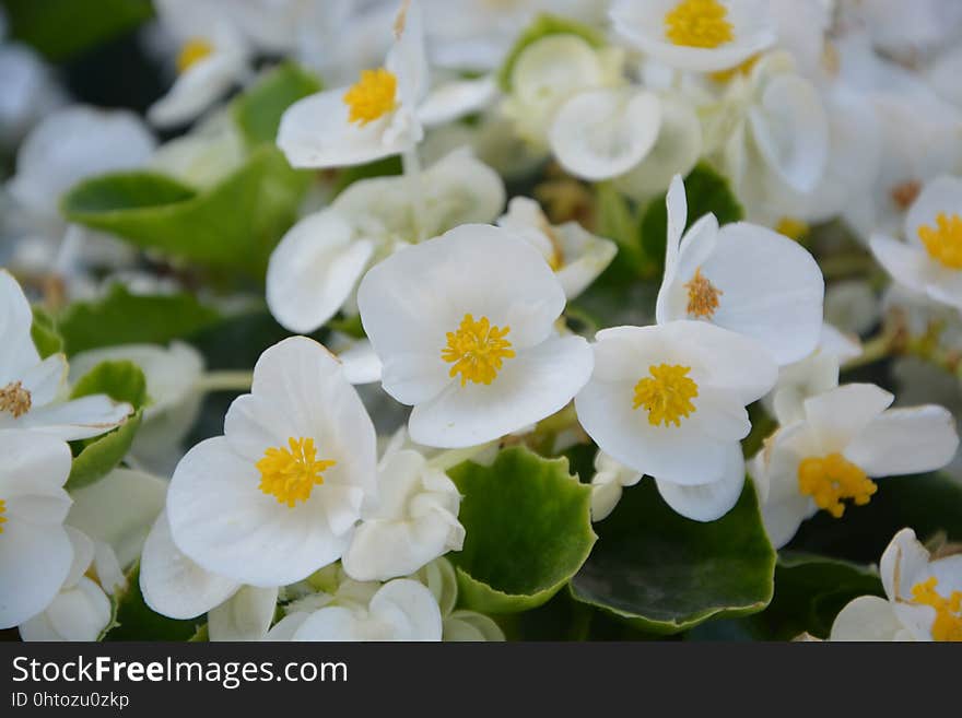 Flower, White, Flora, Plant