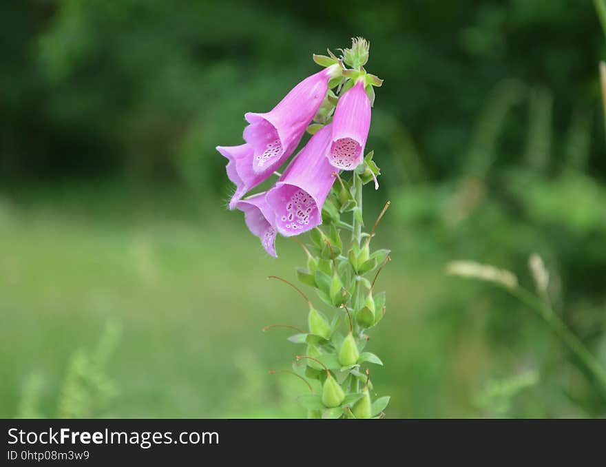 Flower, Flora, Plant, Digitalis