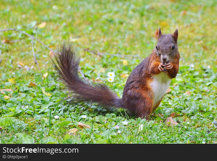 Squirrel, Fauna, Mammal, Wildlife