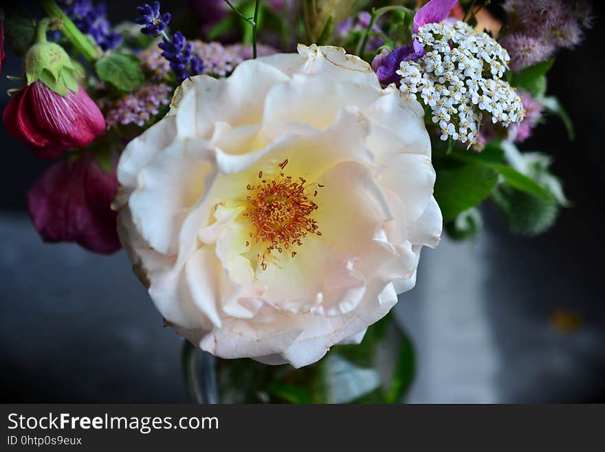 Flower, White, Rose Family, Rose