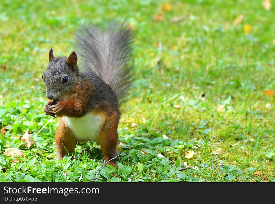 Squirrel, Mammal, Fauna, Wildlife