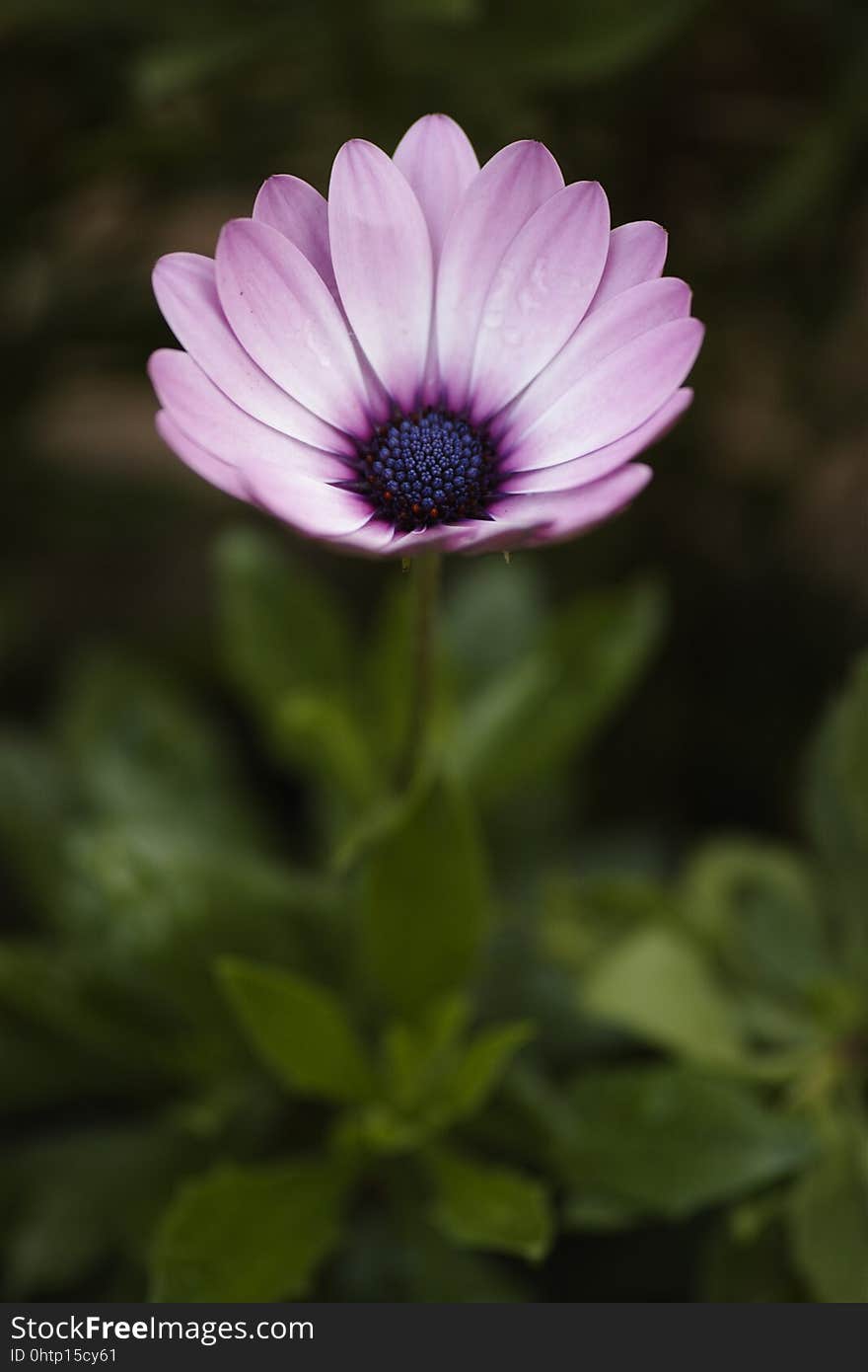 Flower, Flora, Garden Cosmos, Purple