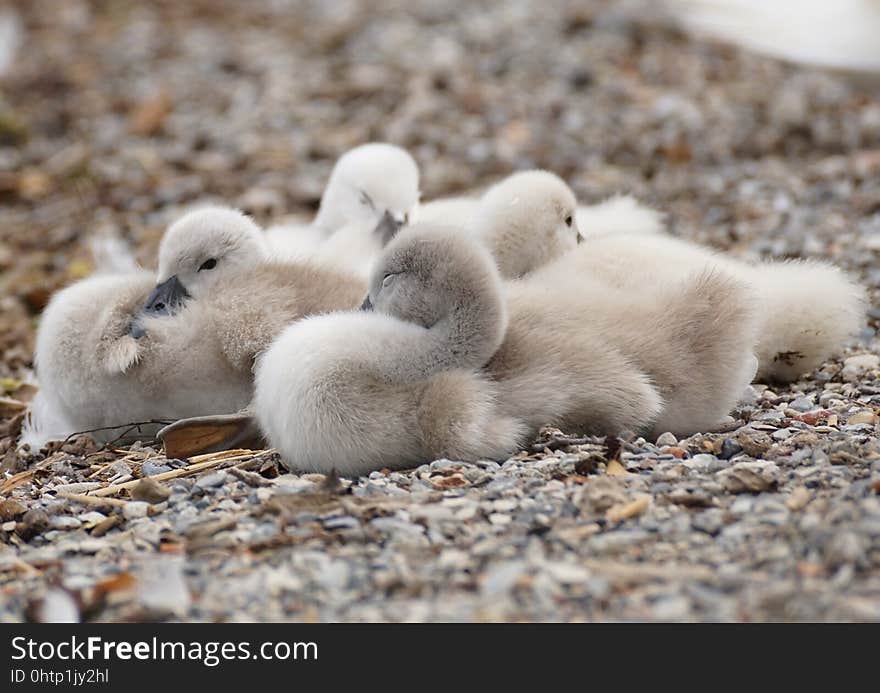 Bird, Fauna, Water Bird, Ducks Geese And Swans