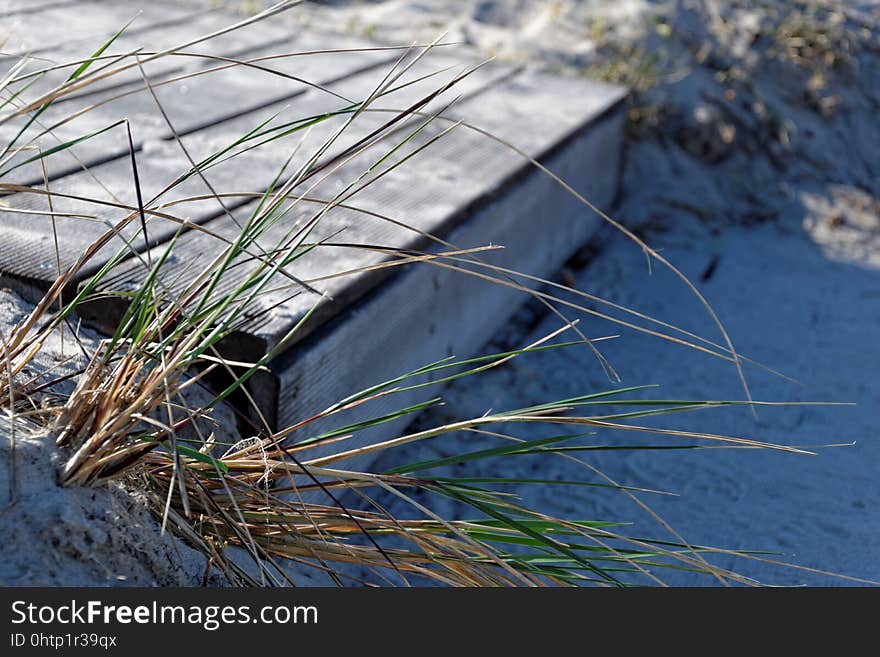 Plant, Grass, Flora, Grass Family