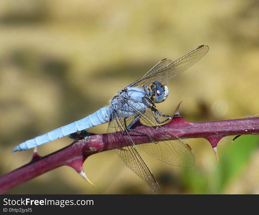 Dragonfly, Insect, Dragonflies And Damseflies, Invertebrate