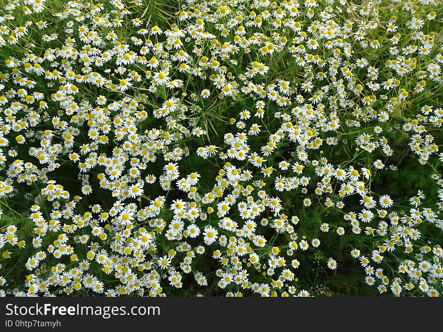 Flower, Plant, Flora, Tanacetum Parthenium