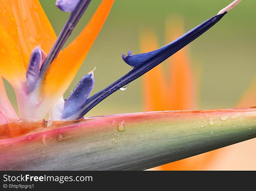 Flora, Flower, Close Up, Plant