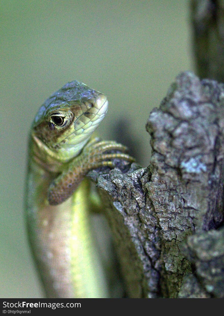 Reptile, Lacertidae, Lizard, Lacerta