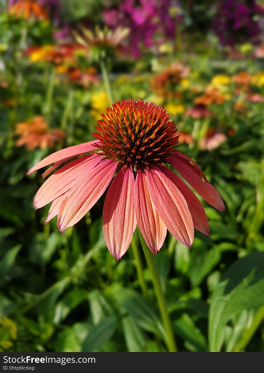 Flower, Coneflower, Plant, Flora