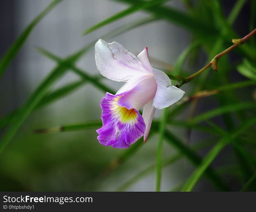 Flower, Flora, Plant, Flowering Plant