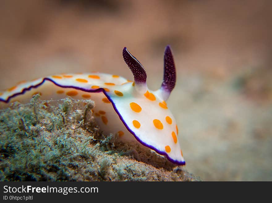 Marine Biology, Underwater, Macro Photography, Close Up