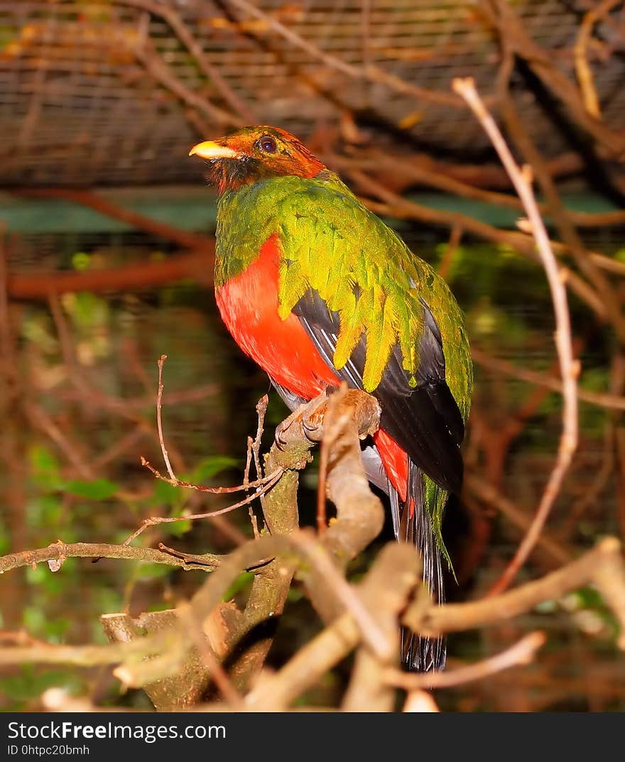 Bird, Fauna, Beak, Parrot