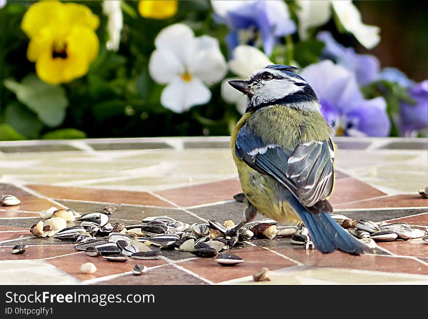 Bird, Fauna, Beak, Organism