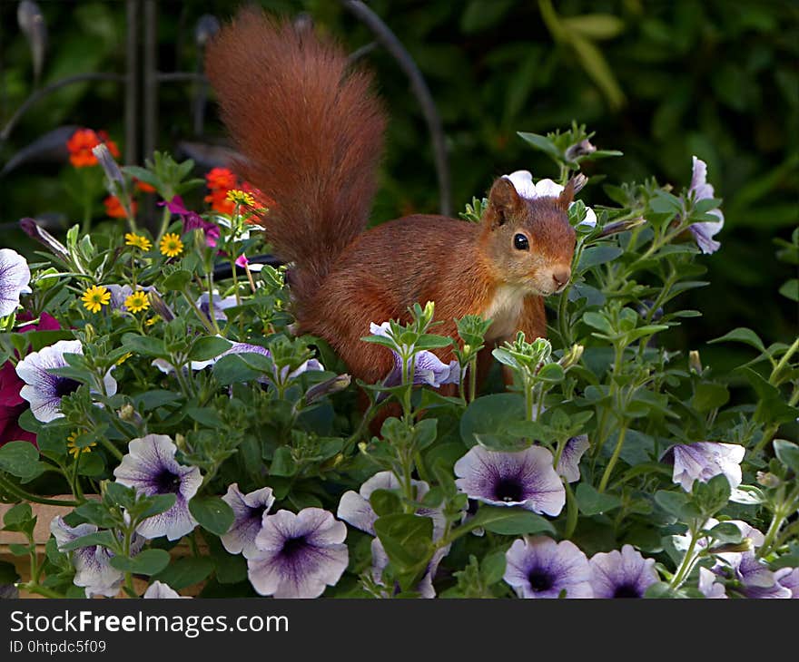 Fauna, Mammal, Squirrel, Flower