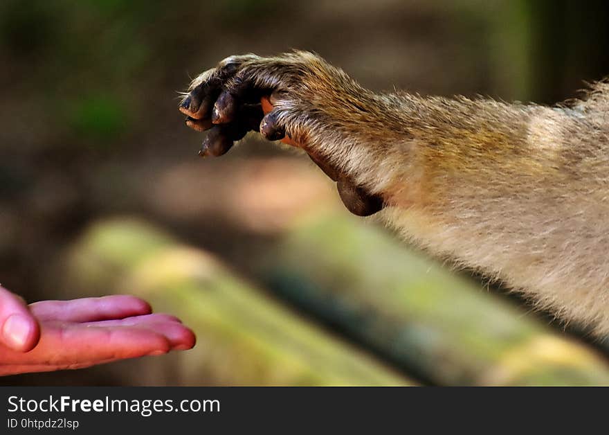 Fauna, Organism, Wildlife, Snout