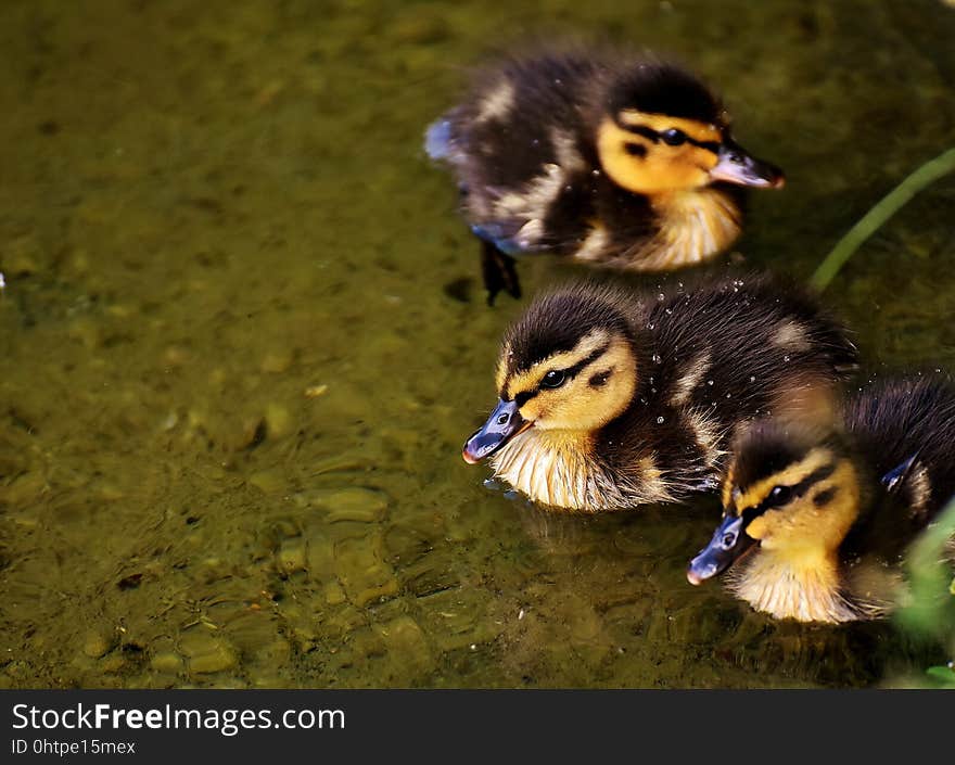 Duck, Bird, Ducks Geese And Swans, Water Bird