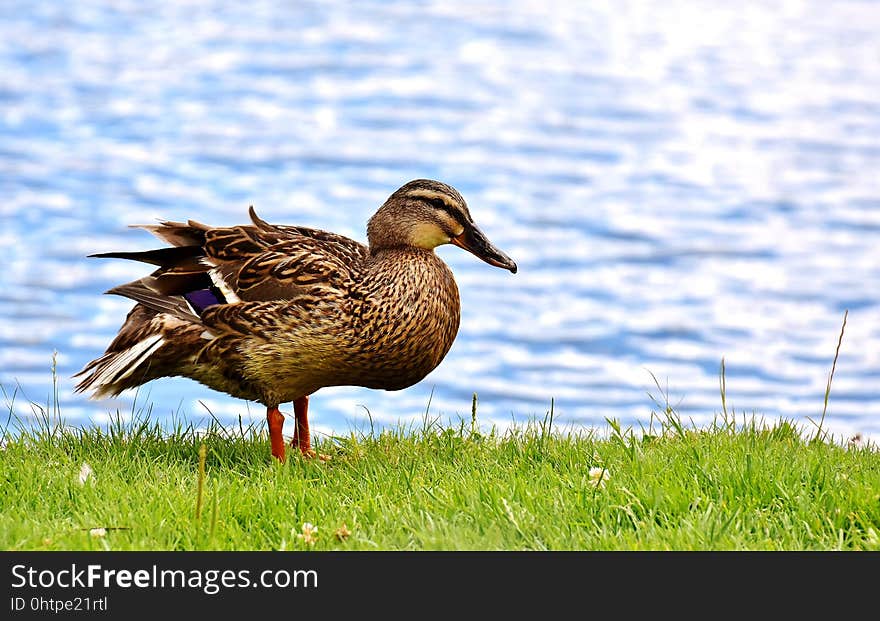 Bird, Duck, Mallard, Water Bird