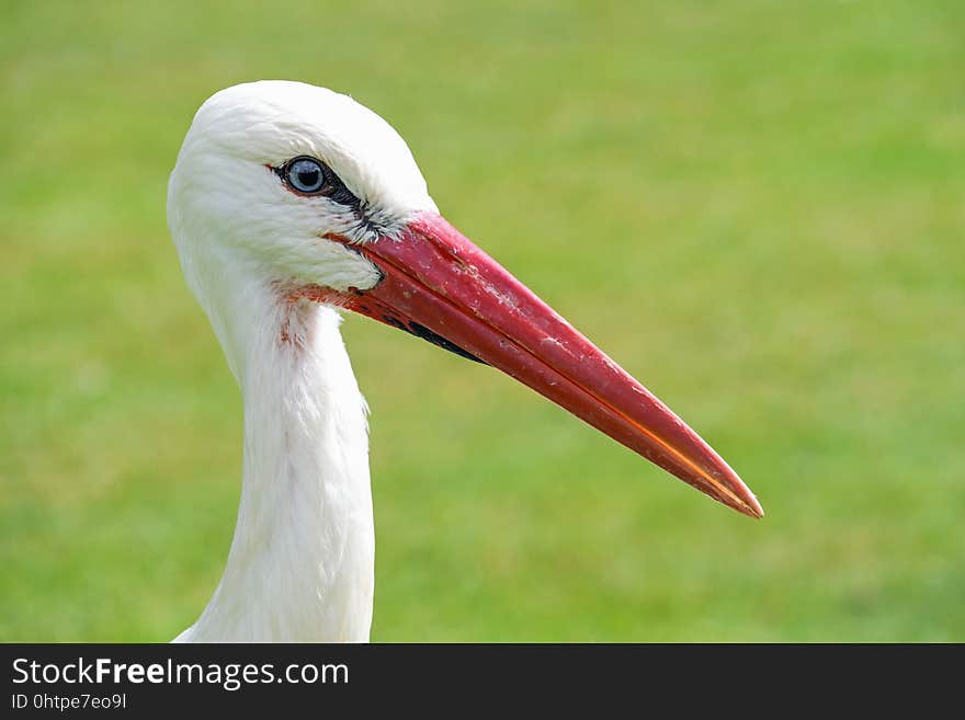 Bird, Beak, White Stork, Stork