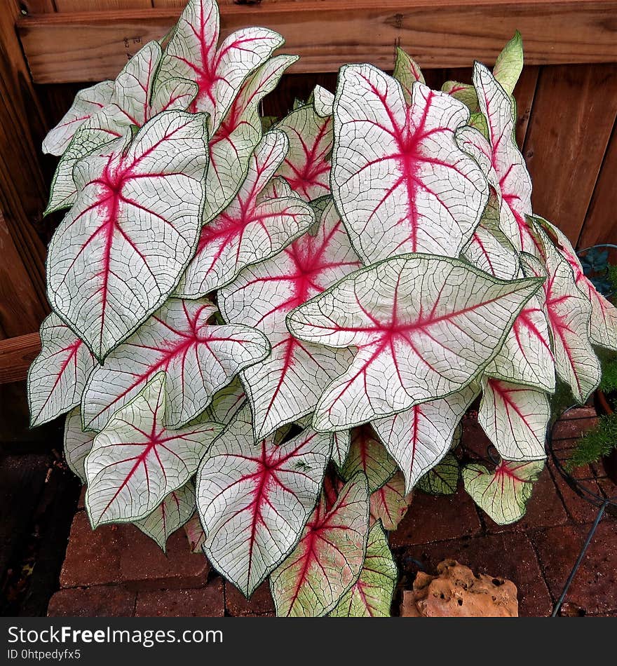 Plant, Leaf, Flora, Flower