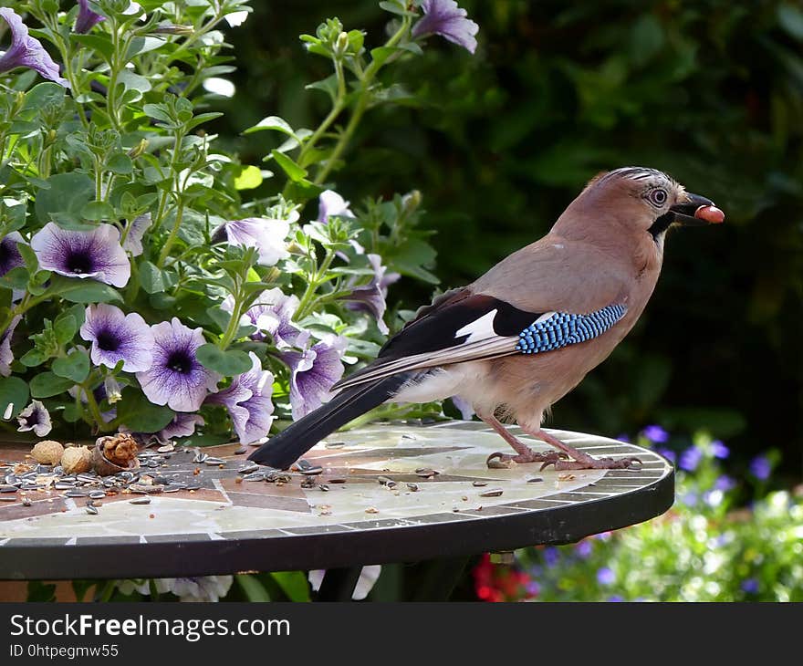 Bird, Fauna, Jay, Beak