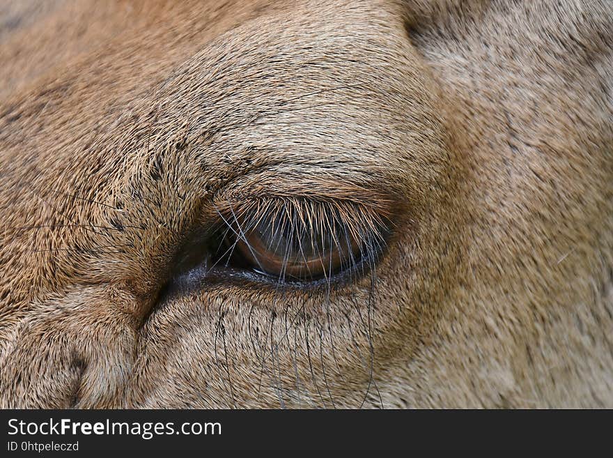 Eye, Mammal, Wildlife, Fauna