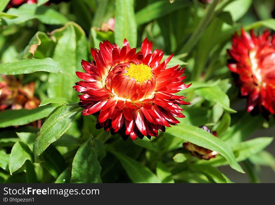 Flower, Blanket Flowers, Plant, Flora