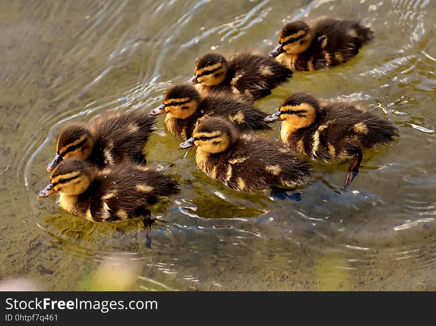 Duck, Bird, Fauna, Ducks Geese And Swans