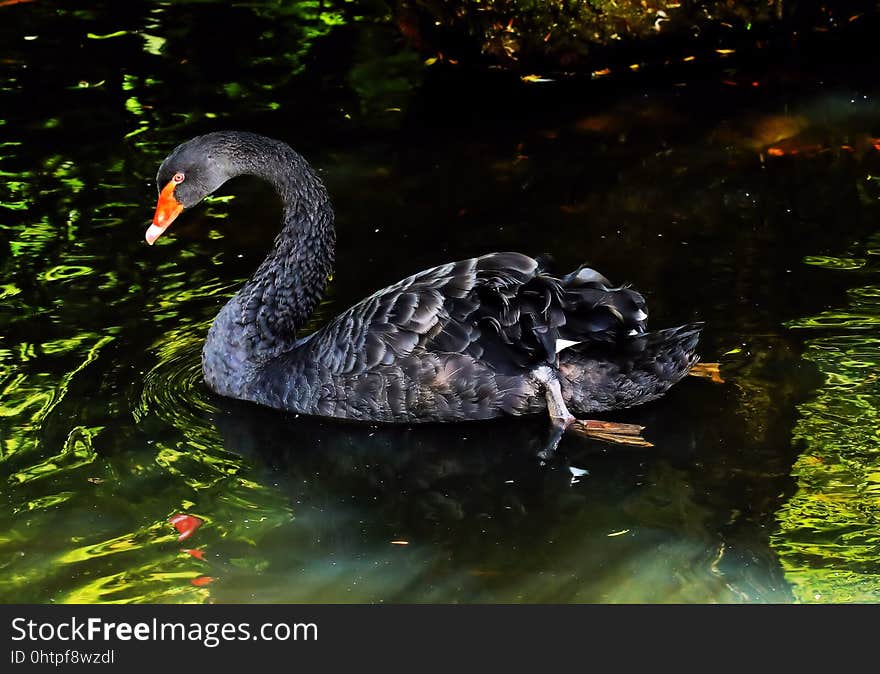 Black Swan, Water Bird, Ducks Geese And Swans, Fauna