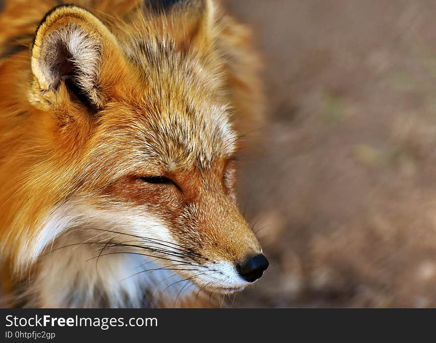 Fox, Red Fox, Wildlife, Mammal