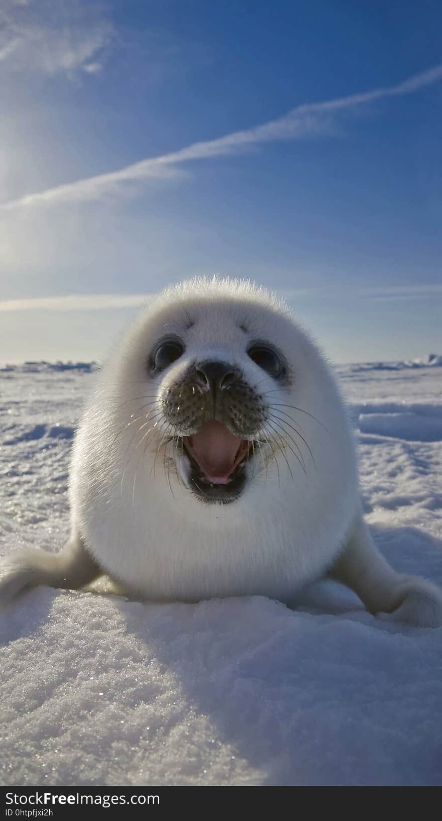 Arctic Ocean, Seals, Arctic, Marine Mammal