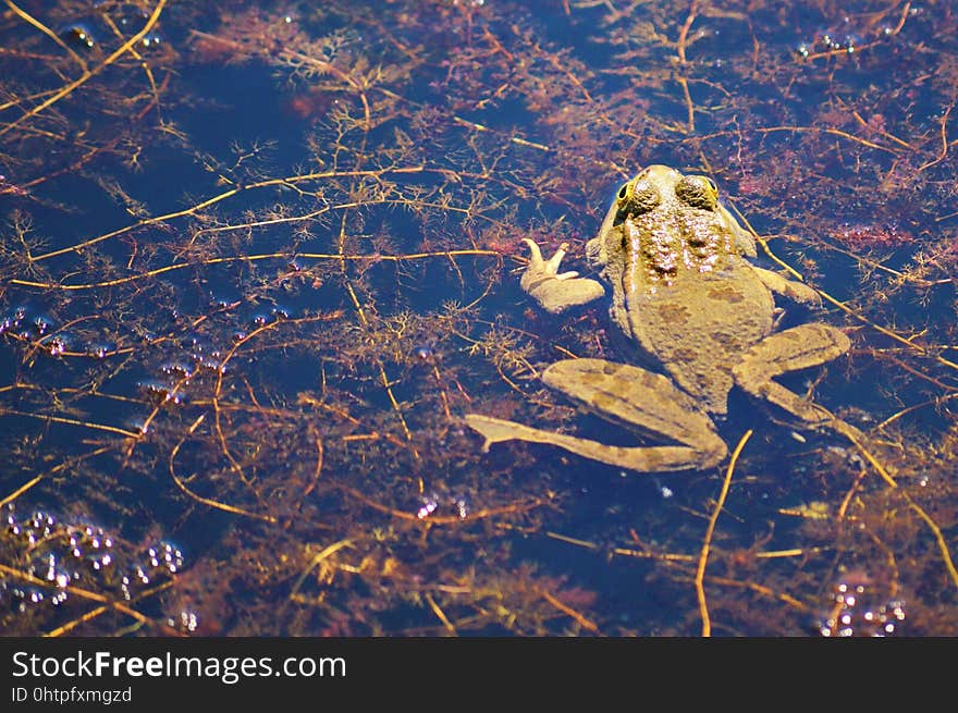 Nature, Sky, Vertebrate, Branch