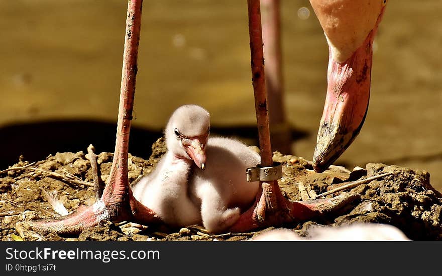 Flamingos, Chicks, Cute, Birds